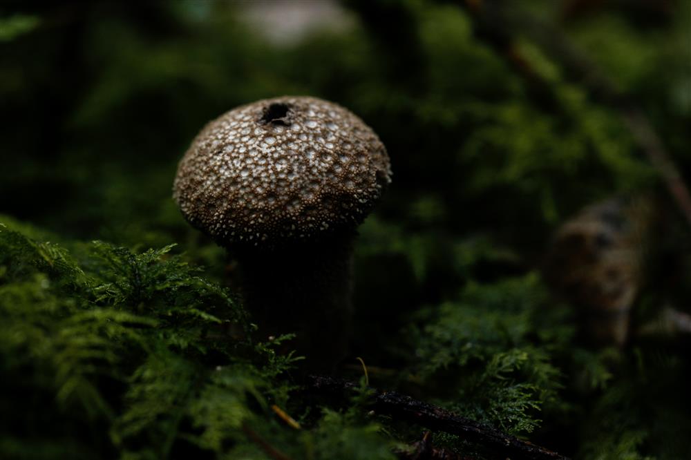 Blog Week 2 100mm 2 8 Macro Lens Challenge With
