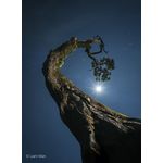 Sony FE 20-70mm F4 G