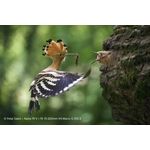 Sony FE 70-200mm F4 Macro G OSS II