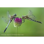 Sony FE 70-200mm F4 Macro G OSS II