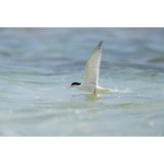 Sony FE 600mm F4 GM OSS