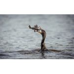 Sony Alpha 9 III | Full-frame Mirrorless Camera