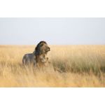 Sony FE 300mm F2.8 GM OSS