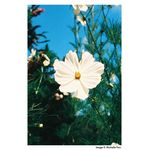 Harman Phoenix 200 35mm 36 Exposures