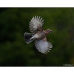 Sony Alpha 1 II | Full-frame Mirrorless Interchangeable Lens Camera