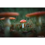 Sony FE 28-70mm F2 GM | Full-Frame Zoom Lens