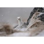 Sony FE 400-800mm F6.3-8 G OSS