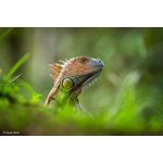 Sony FE 400-800mm F6.3-8 G OSS