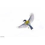 Sony FE 400-800mm F6.3-8 G OSS