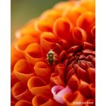 Sony FE 100mm F2.8 Macro GM OSS **PRE-ORDER NOW**