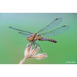 Sony FE 100mm F2.8 Macro GM OSS **PRE-ORDER NOW**