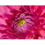 Sony FE 100mm F2.8 Macro GM OSS **PRE-ORDER NOW**