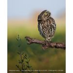 Sony A6700 + E 16-50mm f/3.5-5.6 PZ OSS II