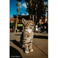 Sony FE 16mm F1.8 G