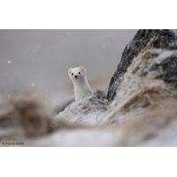 Sony FE 400-800mm F6.3-8 G OSS