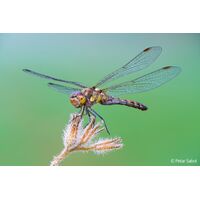 Sony FE 100mm F2.8 Macro GM OSS