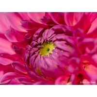 Sony FE 100mm F2.8 Macro GM OSS