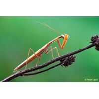 Sony FE 100mm F2.8 Macro GM OSS
