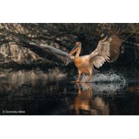 Sony FE 100-400mm F4.5 GM OSS | Full-Frame Telephoto Lens