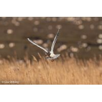 Sony FE 100-400mm F4.5 GM OSS | Full-Frame Telephoto Lens