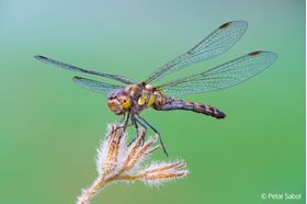 Sony FE 100mm F2.8 Macro GM OSS **PRE-ORDER NOW**