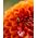 Sony FE 100mm F2.8 Macro GM OSS **PRE-ORDER NOW**