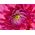 Sony FE 100mm F2.8 Macro GM OSS **PRE-ORDER NOW**
