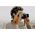 Peak Design Form Leather Camera Strap Short (Amber)
