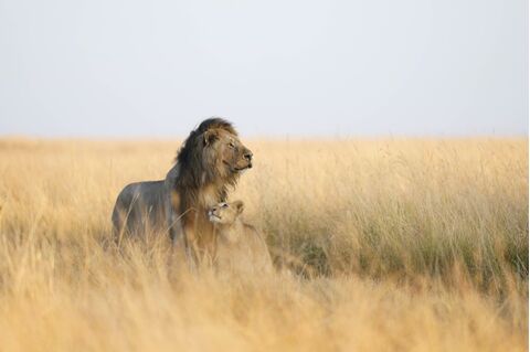 Sony FE 300mm F2.8 GM OSS