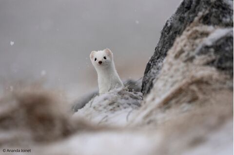 Sony FE 400-800mm F6.3-8 G OSS