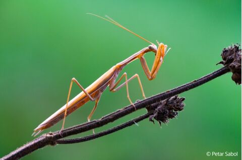 Sony FE 100mm F2.8 Macro GM OSS