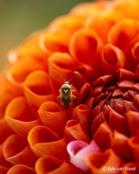 Sony FE 100mm F2.8 Macro GM OSS