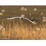 Sony FE 100-400mm F4.5 GM OSS | Full-Frame Telephoto Lens