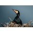 Sony FE 100-400mm F4.5 GM OSS | Full-Frame Telephoto Lens