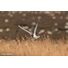Sony FE 100-400mm F4.5 GM OSS | Full-Frame Telephoto Lens